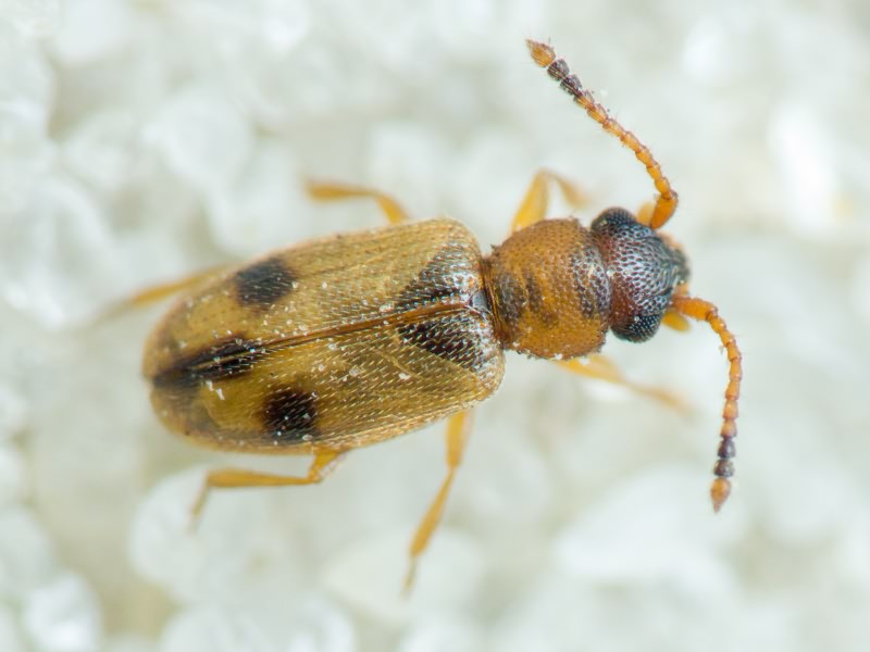 Psammoecus bipuncatatus (Fabricius, 1792)